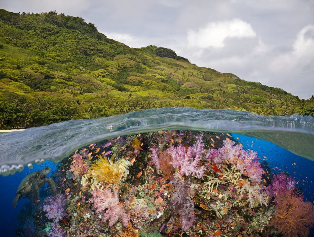 A half above half below look at a Fijian reef with alconarian and gorgonian coral and a green sea turtle (Chelonia mydas) Fiji Canvas Art - Dave Fleetham Design Pics (34 x 26)