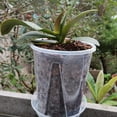 thumbnail image 1 of harmtty Plant Pot Transparent Thickened Large Capacity Breathable DIY Plant Plastic Permeable Tall Flower Pot Greenery Accessories, 1 of 7