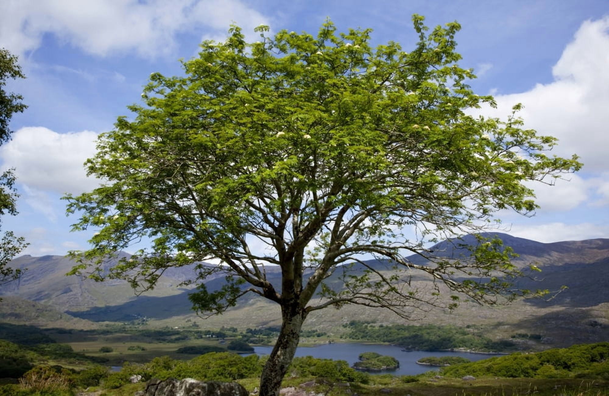 A healthy tree standing in the foreground with hills and cloud shadows in the distance Killarney County Kerry Ireland Canvas Art - Peter Zoeller Design Pics (19 x 12)