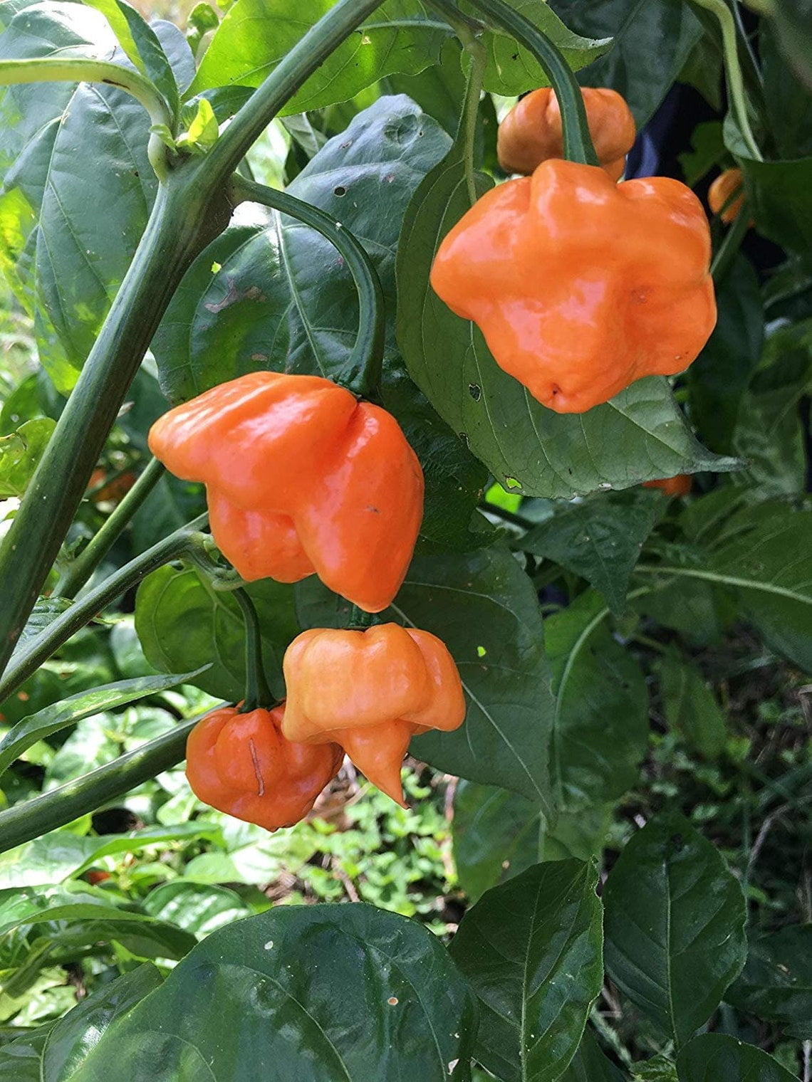 herwood's Seeds 10 Scotch Bonnet Hot Pepper Plant Seeds, Heirloom Peppers