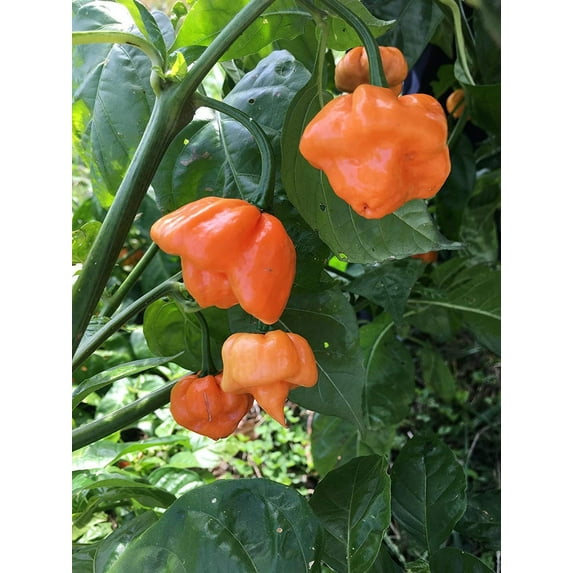 herwood's Seeds 10 Scotch Bonnet Hot Pepper Plant Seeds, Heirloom Peppers