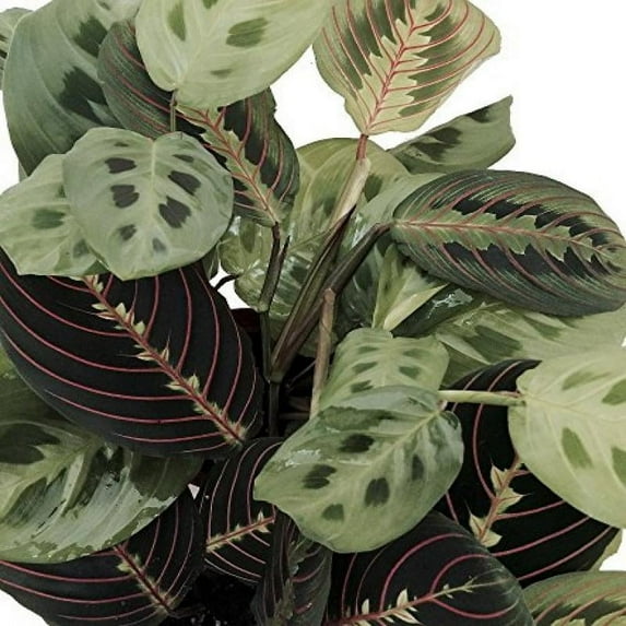 hirt's 1 red & 1 green prayer plant - maranta - easy to grow -4" pot-live plants