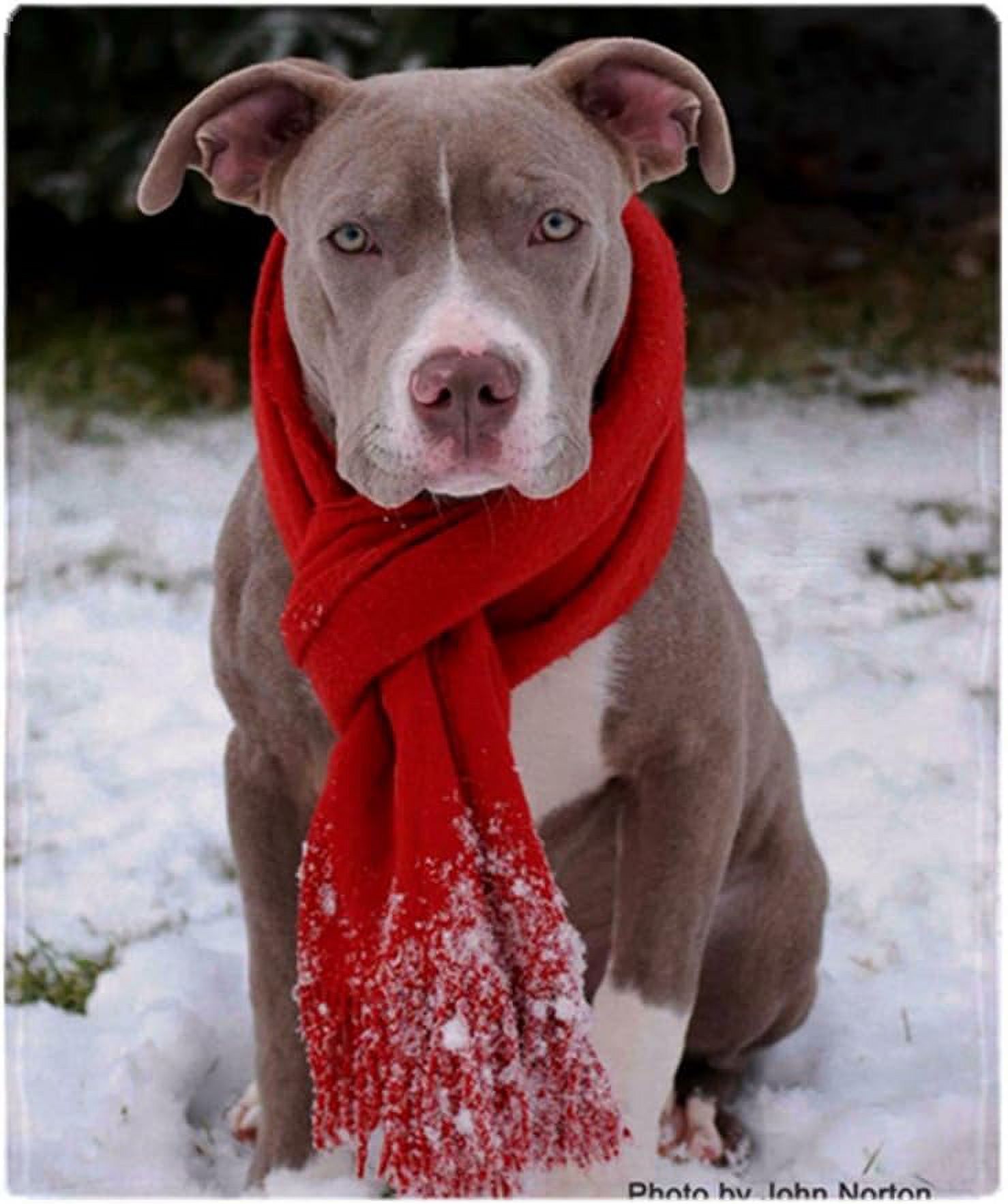 holiday pit bull with red scarf throw blanket super soft fleece plush