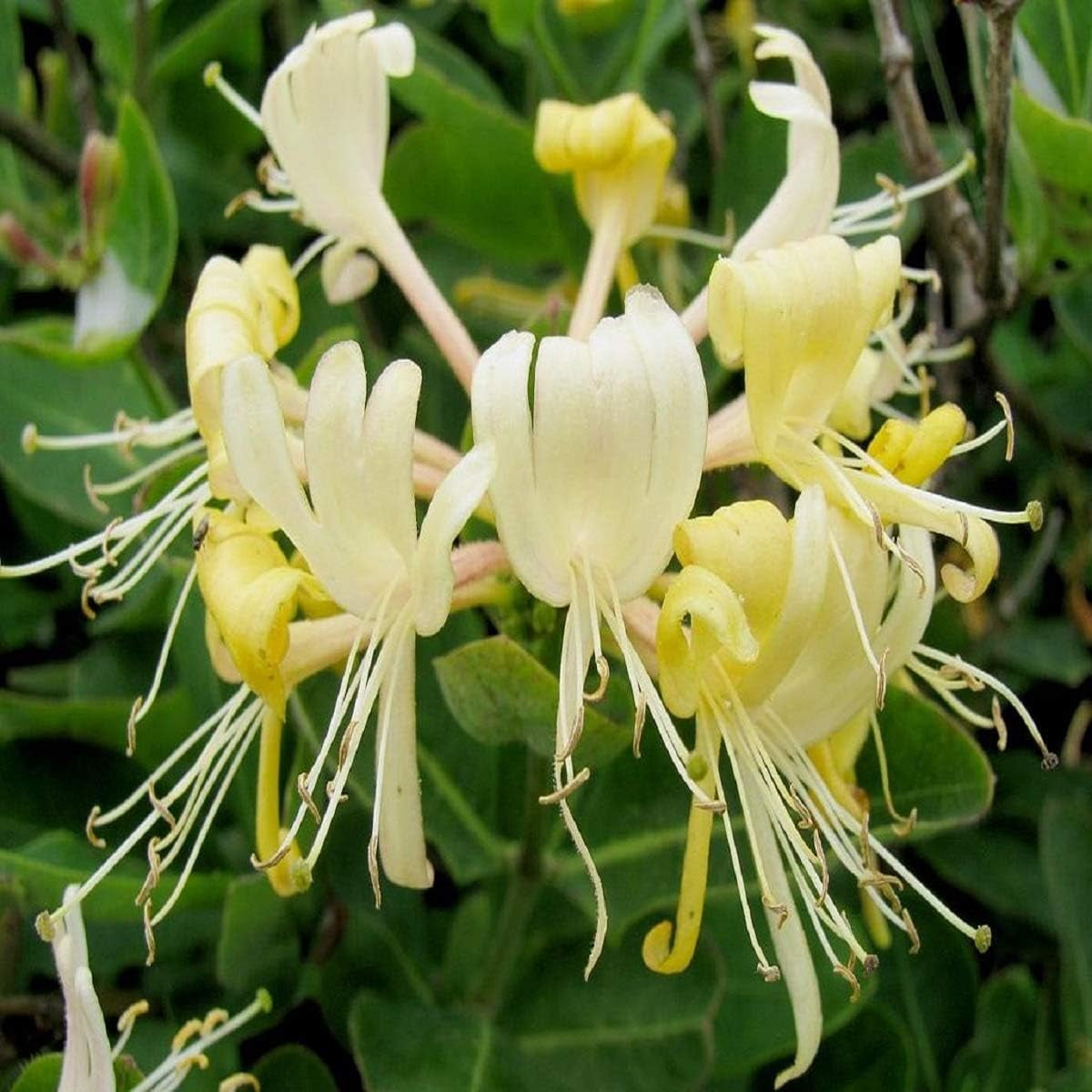 honeysuckle fragrance oil (8 oz) - Walmart.com