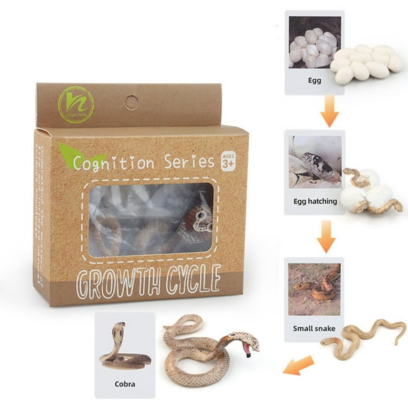huanledash 1 Box Biology Discovery Toy Realistic Frog Bee Panda Chick Butterfly Fish Plant Animal Figurines Life Cycle Learning Creative Toddler Preschool Science Education Toys Kindergarten Toy