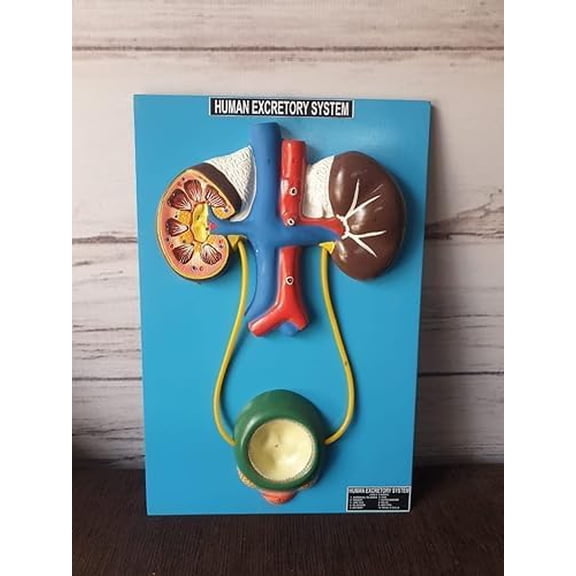 human anotomy eHuman Anatomy Educational Model, Excretory System with Kidney and Bladder, with Baseuctional model excretory system