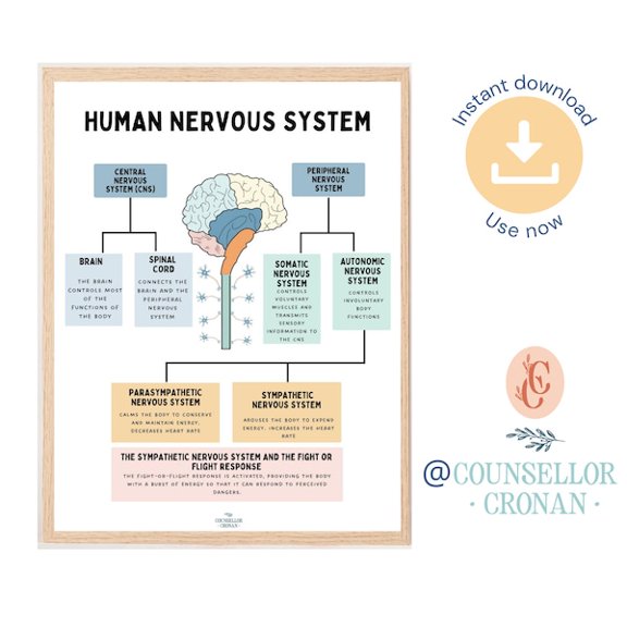 The human nervous system, fight or flight response, human brain anatomy, brain function, therapy office decor, office poster, psychology, Unframed Paper Poster 8x10in