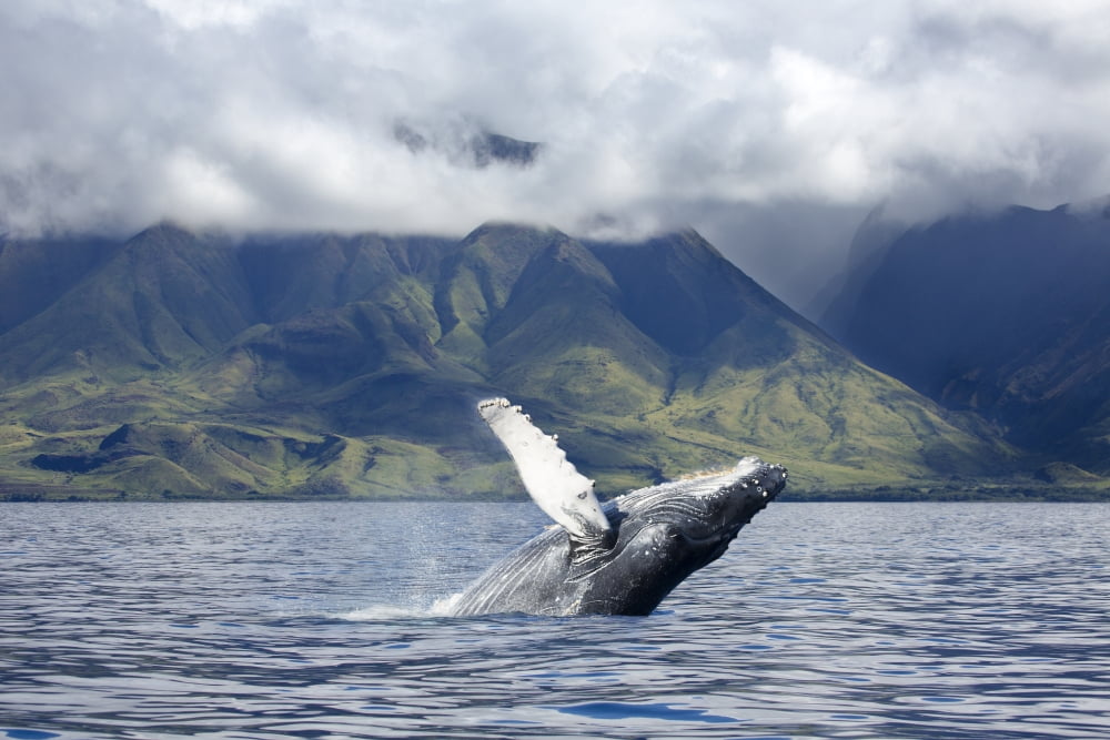 A humpback whale (Megaptera novaeangliae) breaches off the coast of West Maui Maui Hawaii United States of America Canvas Art - Dave Fleetham Design Pics (38 x 24)