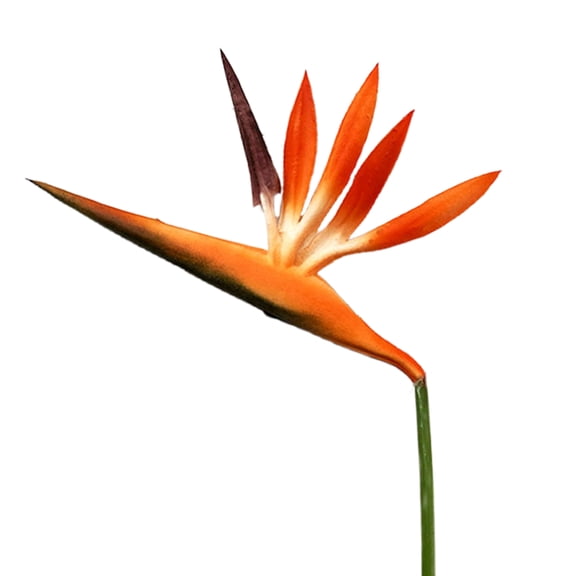 huntermoon Artificial bird of paradise rubber Strelitzia tropical plant-1 piece, suitable for DIY home decoration party theme display