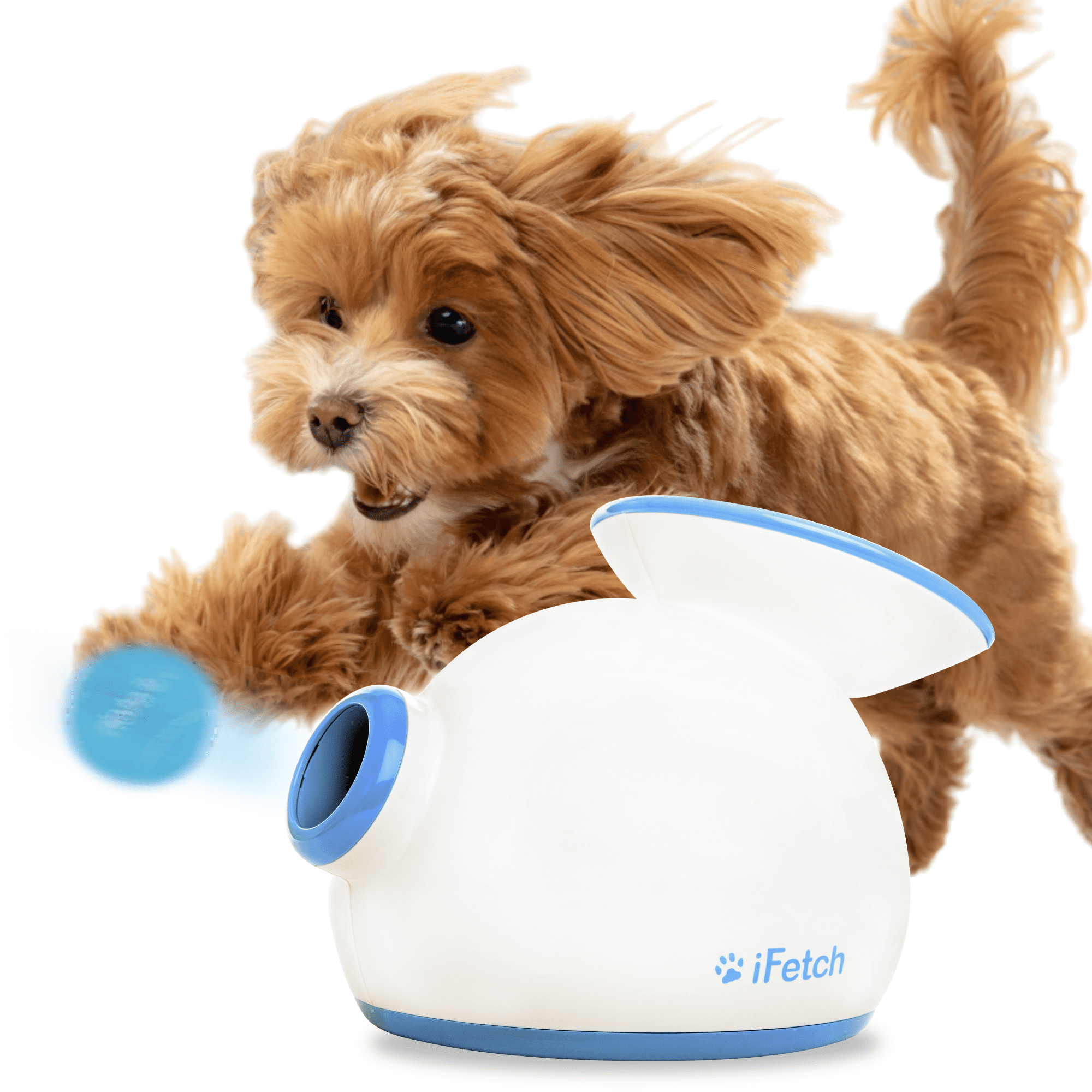 Automatic dog ball hotsell