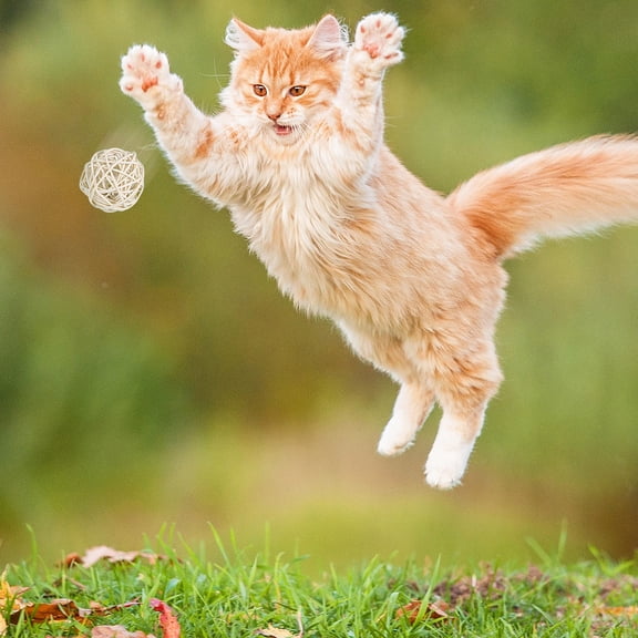 ibasenice 2pcs Cat Chew Rattan Balls for Small Animals Indoor Exercise