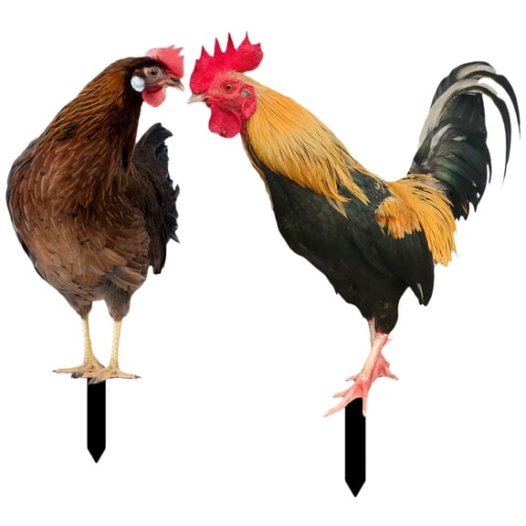 ifundom 2Pcs Garden Chicken Stakes Acrylic Hen Stakes Decorative Chicken Stakes Lawn Yard Chicken Stakes