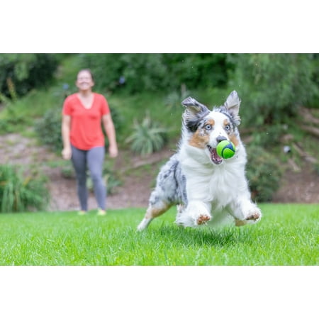 Chuckit! Sniff Fetch Ball Durable High Bounce Rubber Dog Toy, Peanut Butter & Bacon Scented, Medium 2.5" for Dogs 20 to 60 lb, Blue, Green & Blue, Pack of 2