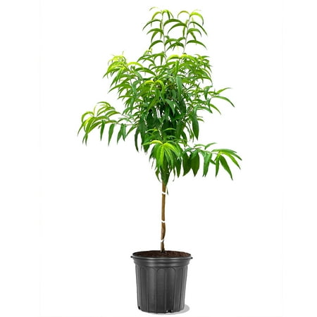 3.25 gal Florida King Peach Fruit Tree