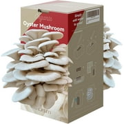 inbloom Organic Oyster Mushroom Growing Kit (3.5lbs), Double-Side Harvest Indoor Mushroom Grow Kit, Harvest in 10 Days, USDA Certified Organic, No-GMO, Made in USA