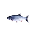thumbnail image 1 of indoor Cat toys, interactive Pet toys, 12 in Realistic Fish, Cat Nip, Kicking Biting, at-Home Activity, Multi-toned, 1 Pc, 1 of 4
