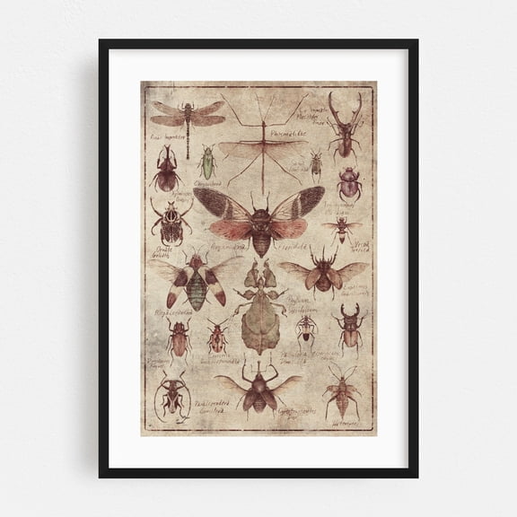 insects II - Drawing Insect Nature Vintage Botanical Illustration Art Deco Black Framed Wall Art Print 5 x 7 inches