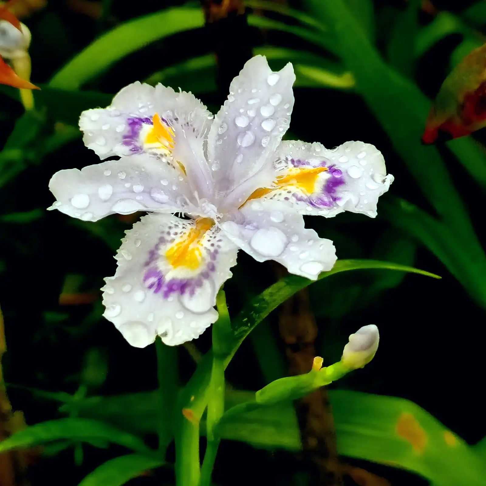 iris bulbs iris bulbs perennial reblooming bearded iris bulbs for