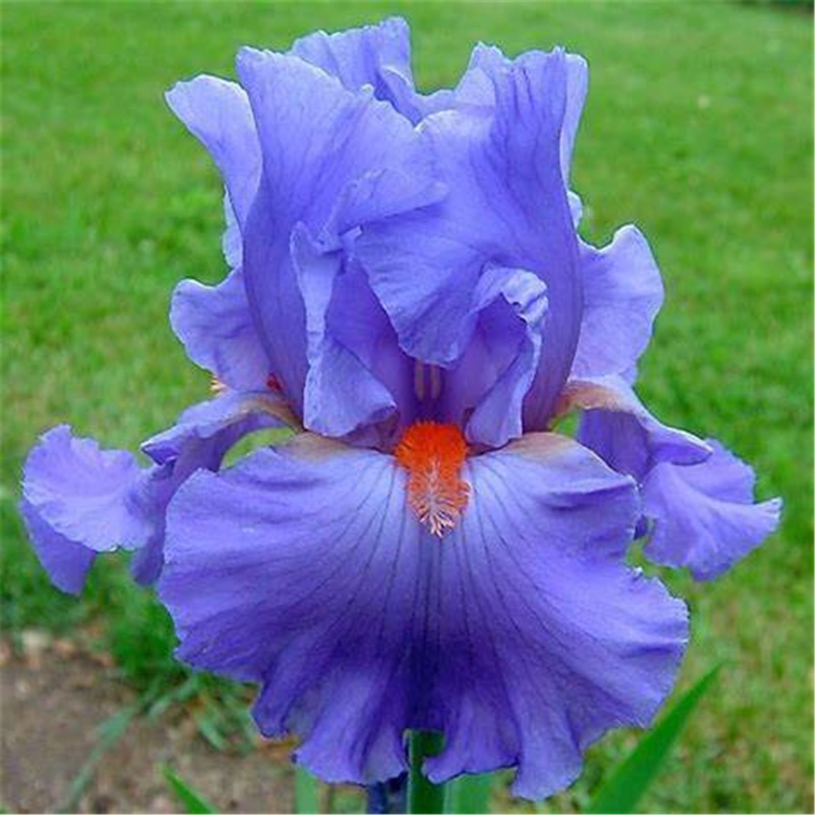 iris bulbs for planting bulk,iris plants for sale,iris roots for