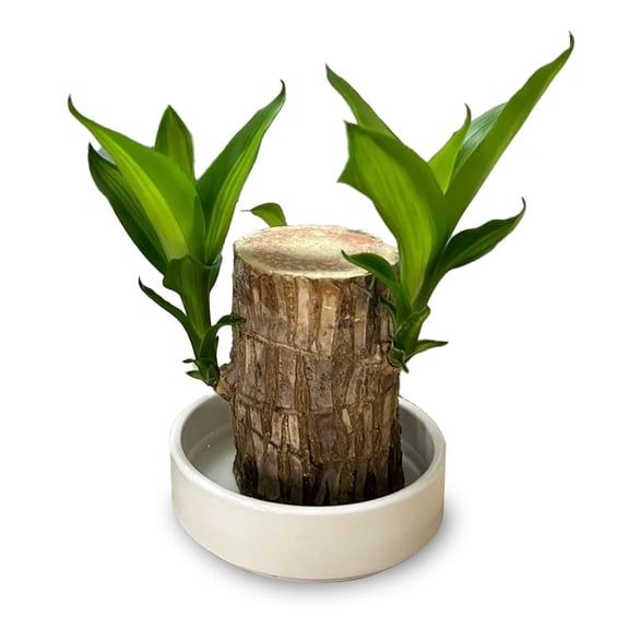 joxipe Lucky Brazilian Wood Factory, Bamboo Wood, Suitable for Indoor, Bedroom, Office-Desktop Decoration. (1 Tree)