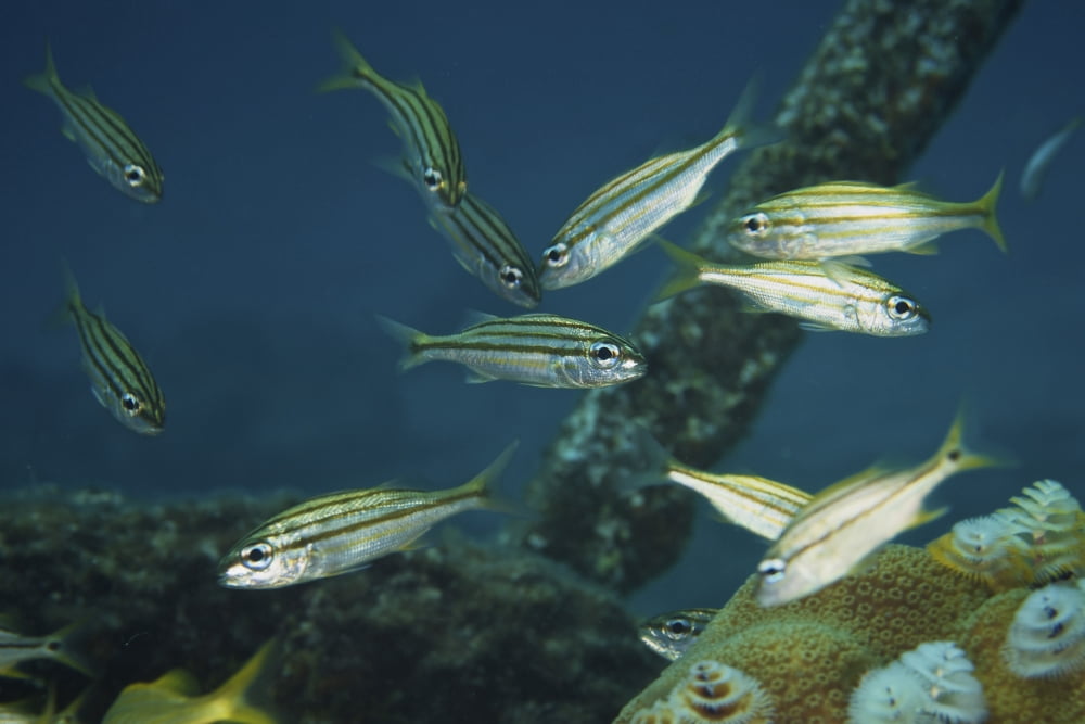 juvenile Yellow Striped Grunts Canvas Art - Terry MooreStocktrek Images (18 x 12)