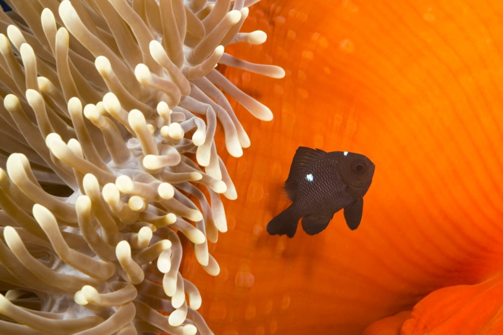 This juvenile three spot damselfish (Dascyllus trimaculatus) is pictured beside the anemone that is utilizes for protection Yap Micronesia Canvas Art - Dave Fleetham Design Pics (19 x 12)