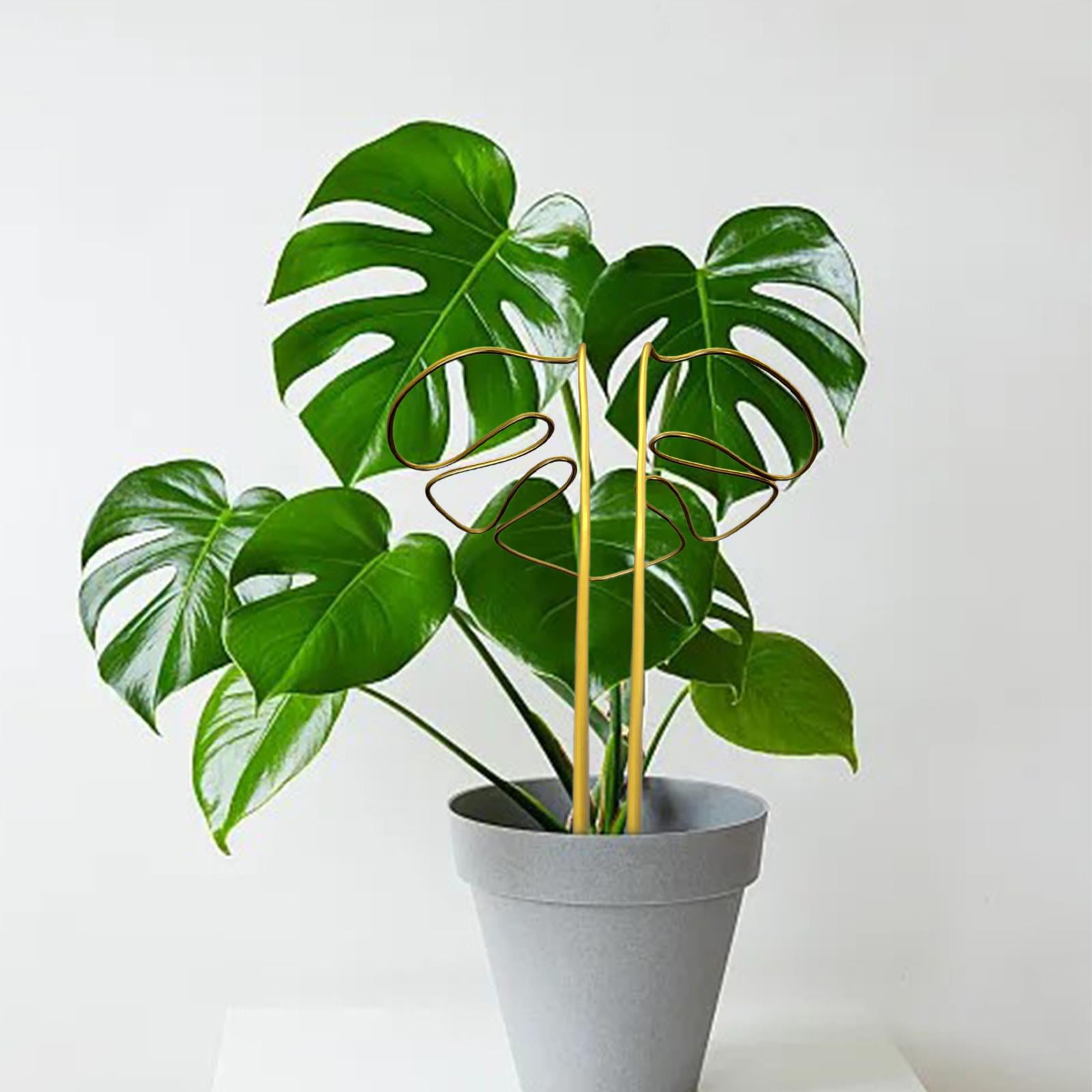 polka dot plant Polka Dot Plant (Hypoestes phyllostachya) – Urbane Eight Inc main image 1
