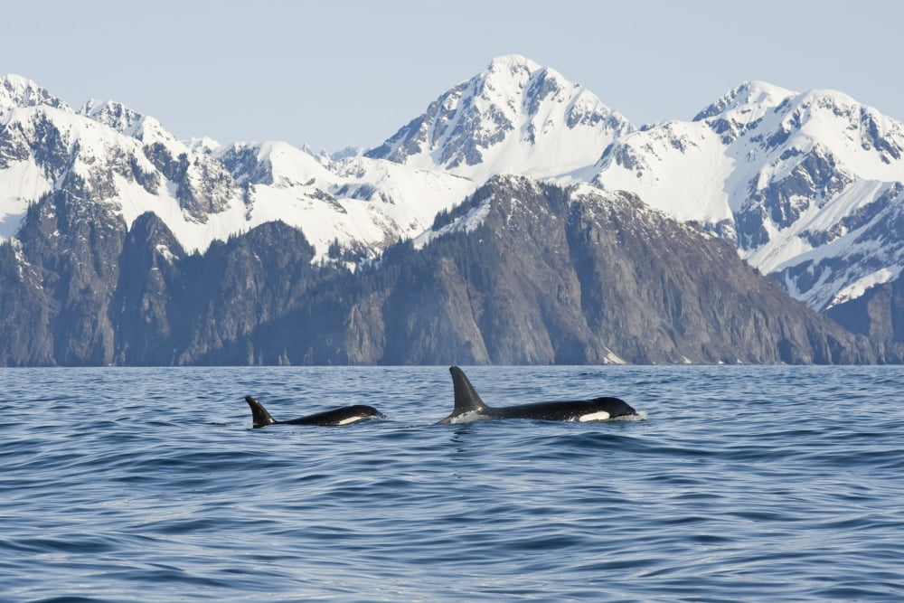 killer whale or orcas Orcinus orca cow and calf swimming in Resurrection Bay Kenai Fjords National Park outside Seward southcentral Alaska spring Canvas Art - Steven Kazlowski Design Pics (19 x 12)