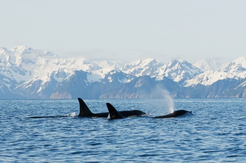 killer whale or orcas Orcinus orca pod in traveling in Resurrection Bay Kenai Fjords National Park outside Seward southcentral Alaska spring Canvas Art - Steven Kazlowski Design Pics (38 x 24)