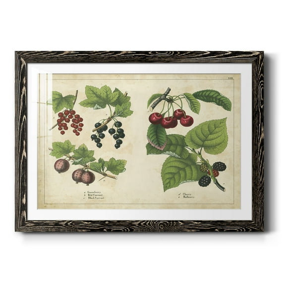 Kitchen Fruits III-Premium Framed Print - Ready to Hang