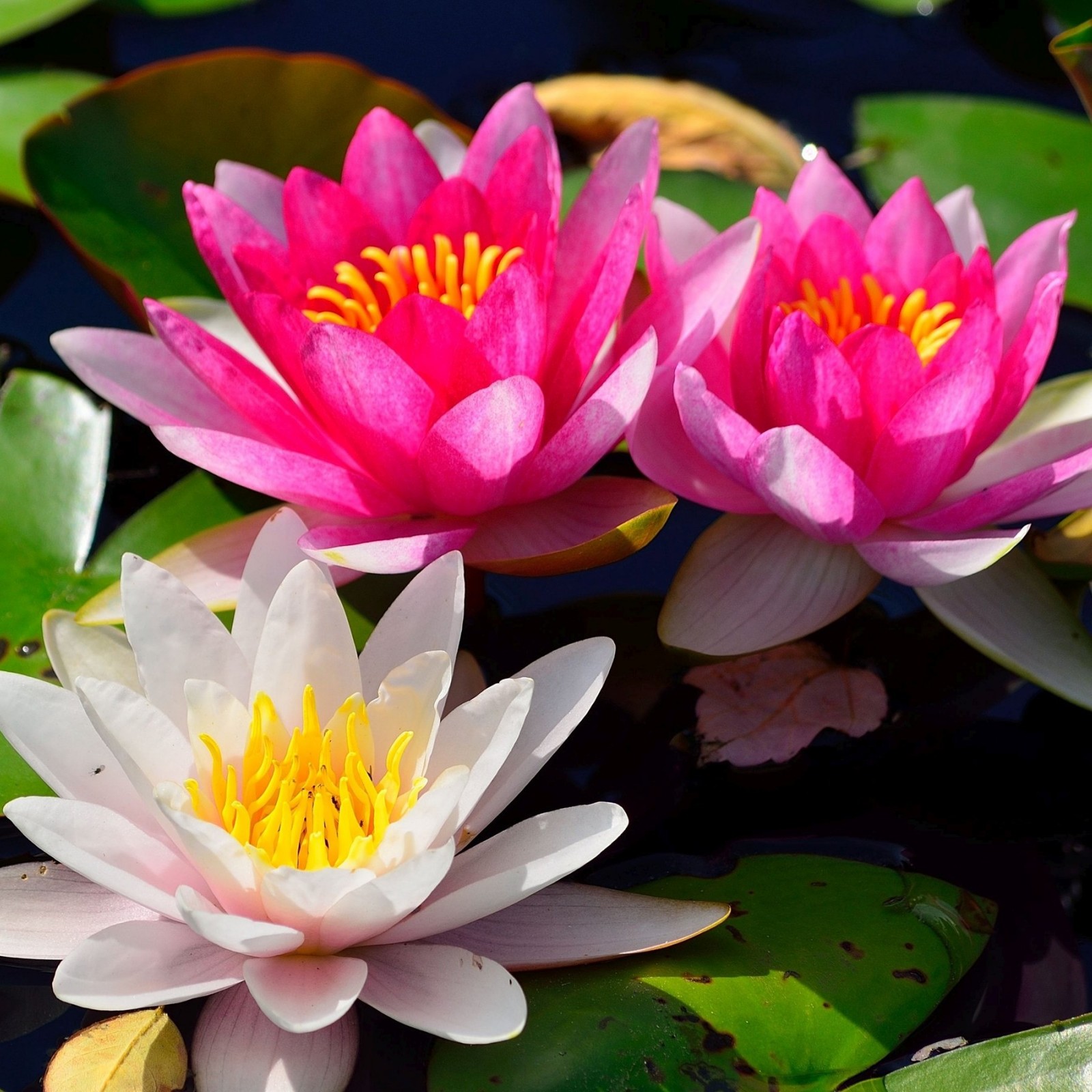 l Water Lily Seeds A Light FragranceFresh And Beautifu Water Lilies