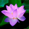 l Water Lily Seeds A Light FragranceFresh And Beautifu Water Lilies