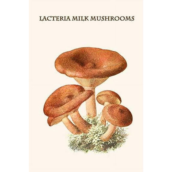 lacteria milk mushrooms-Fine Art Canvas Print (20" x 30")