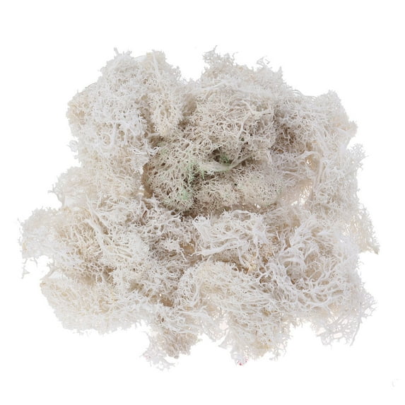 landege Preserved Fresh Moss DIY Floral Material Accessory Beautiful Decoration for Wedding Party Garden 50g (White)