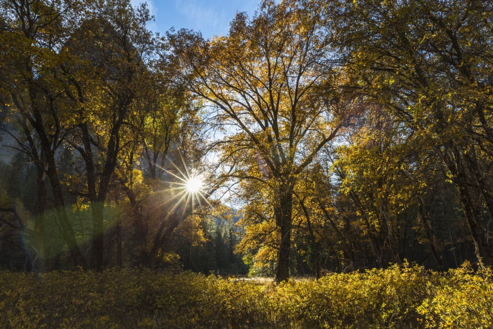 The late afternoon autumn sun shines through trees in Yosemite Valley Yosemite National Park California United States of America Canvas Art - Tracy Barbutes Design Pics (38 x 24)