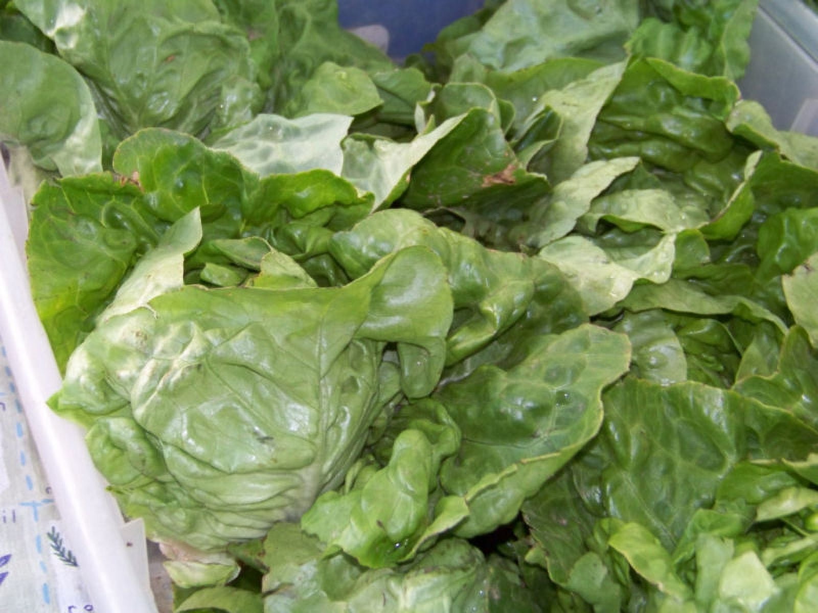 lettuce, BUTTERCRUNCH, BUTTER CRUNCH, 875 seeds! Go US USA