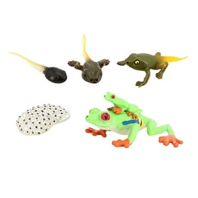life Cycle Figurines Red Eyed Tree Frog Figures Dragonfly Figures Realistic Animal Figurines Toys for Boys and Girls Preschool Red Eye Tree Frog