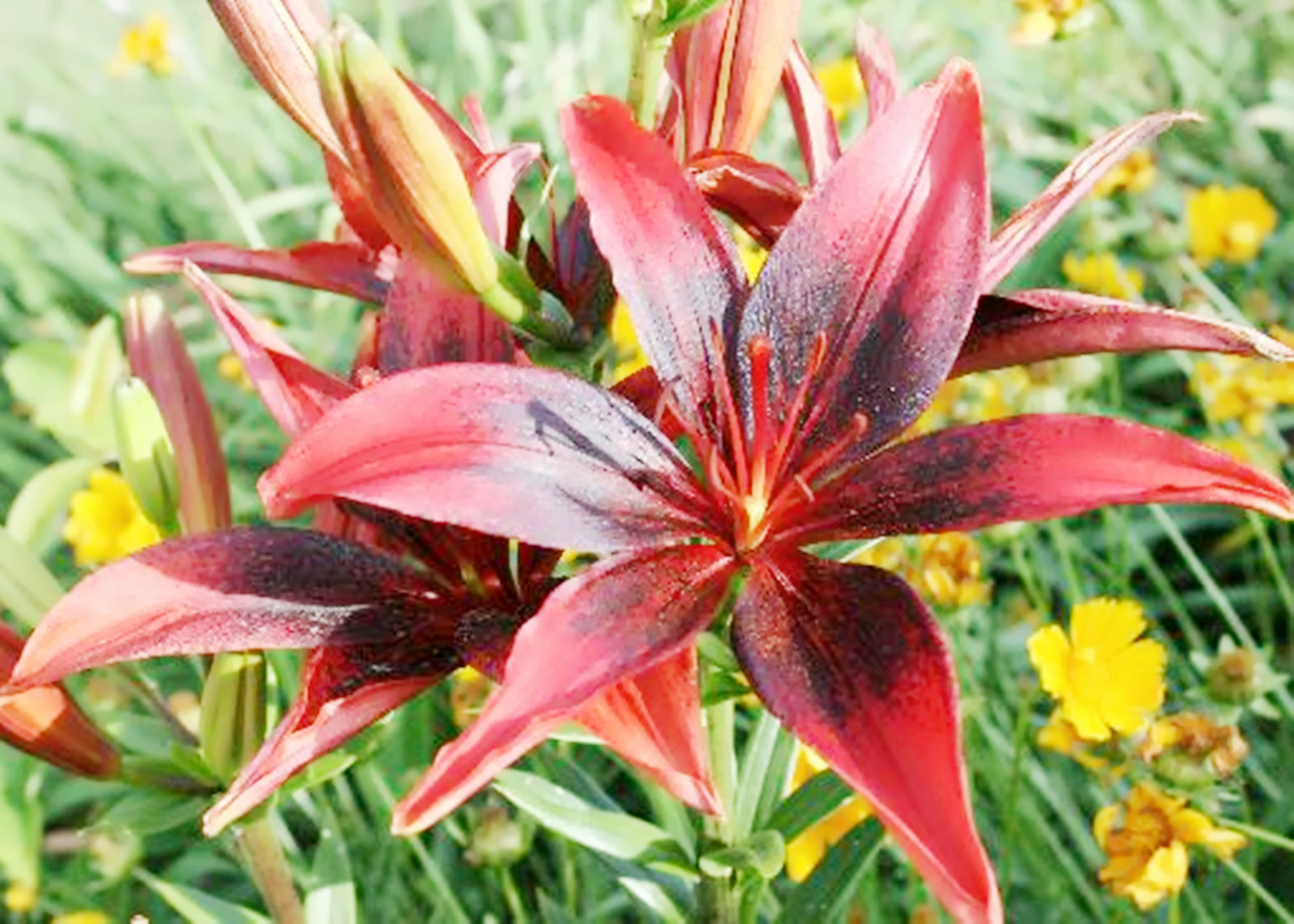 lily bulbs for planting perennial , Tiger lily bulbs for planting