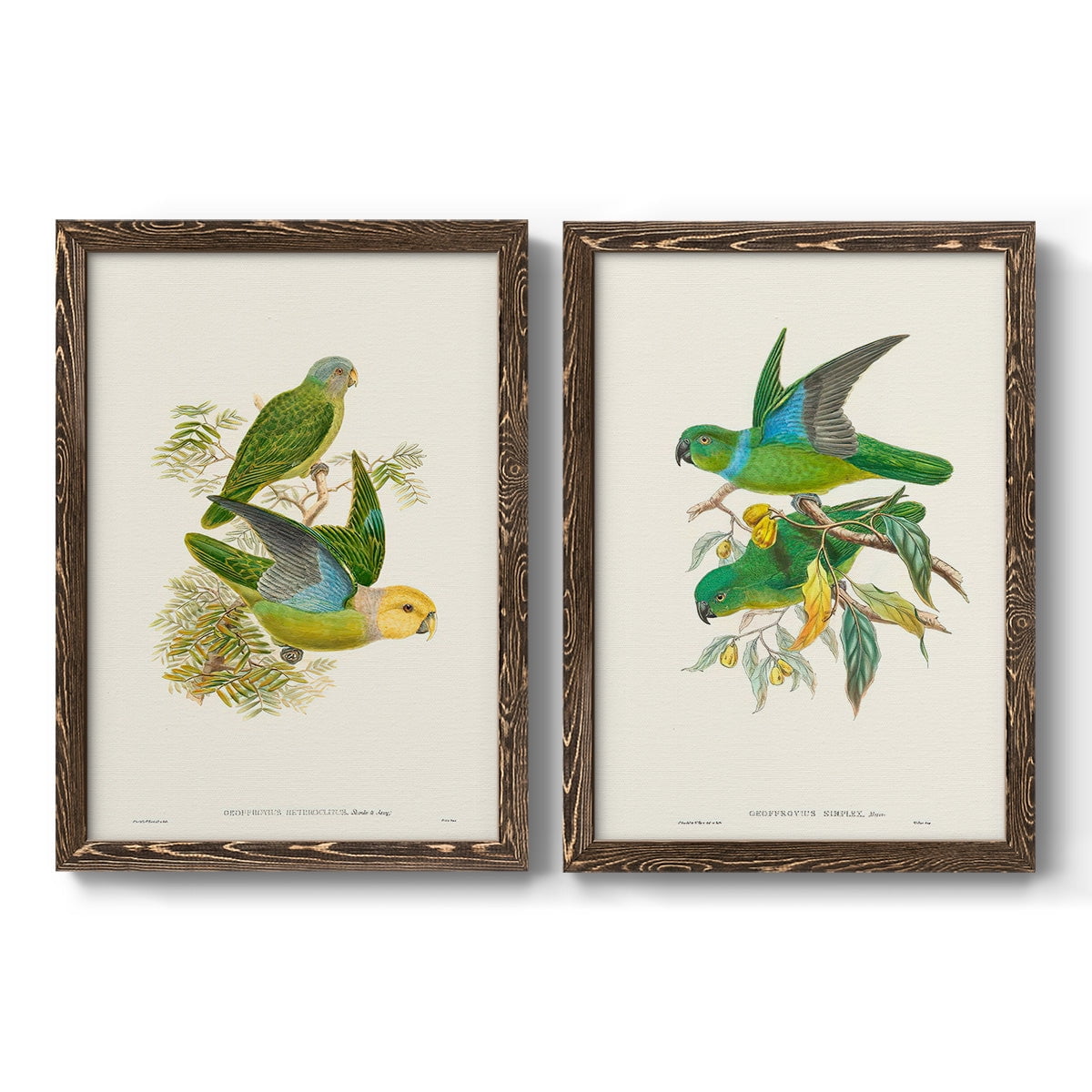 Lime & Cerulean Parrots I - Premium Framed Canvas 2 Piece Set - Ready to Hang