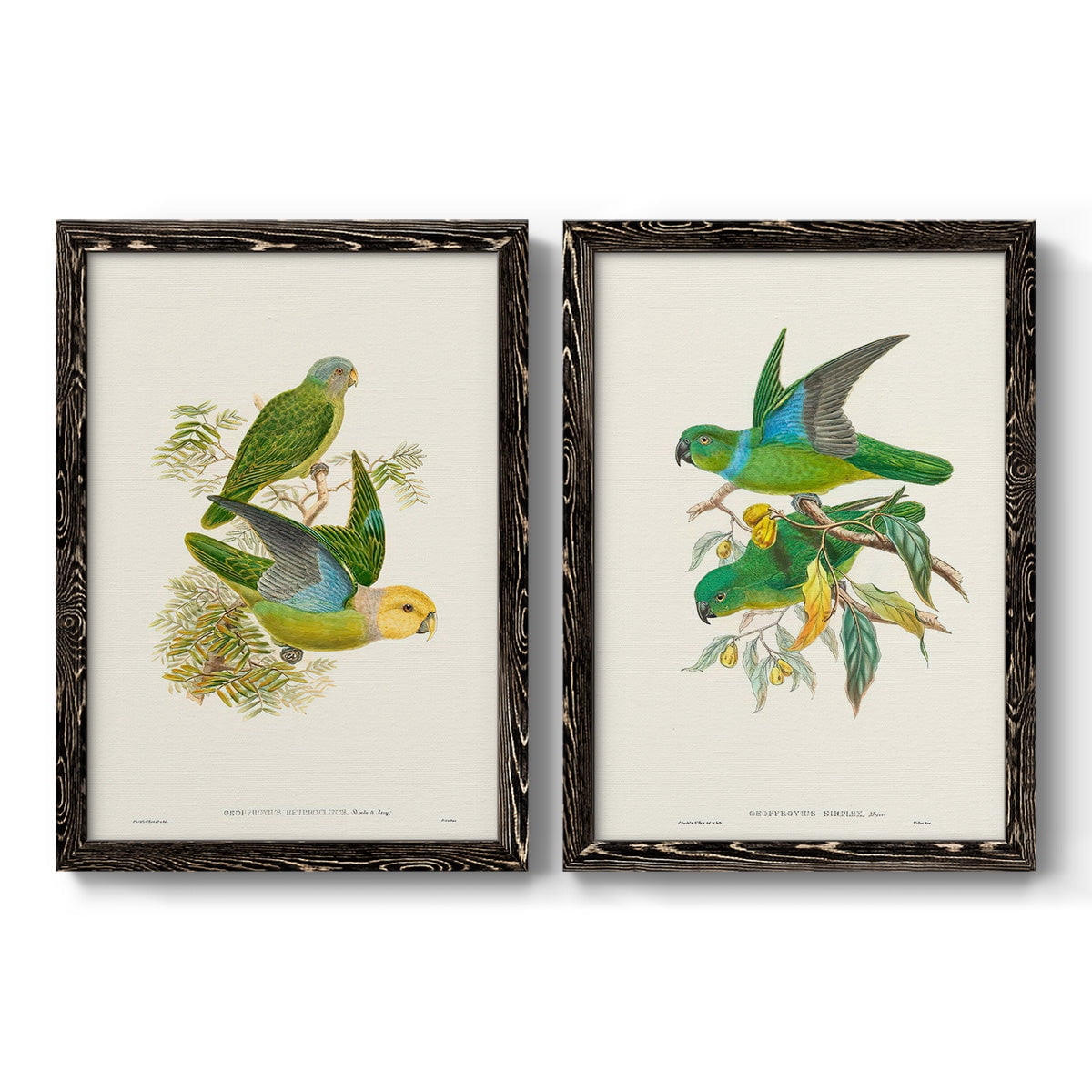 Lime & Cerulean Parrots I - Premium Framed Canvas 2 Piece Set - Ready to Hang