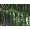 live BAMBOO ROOTS / Plant natural privacy fence CANOPY Perennials