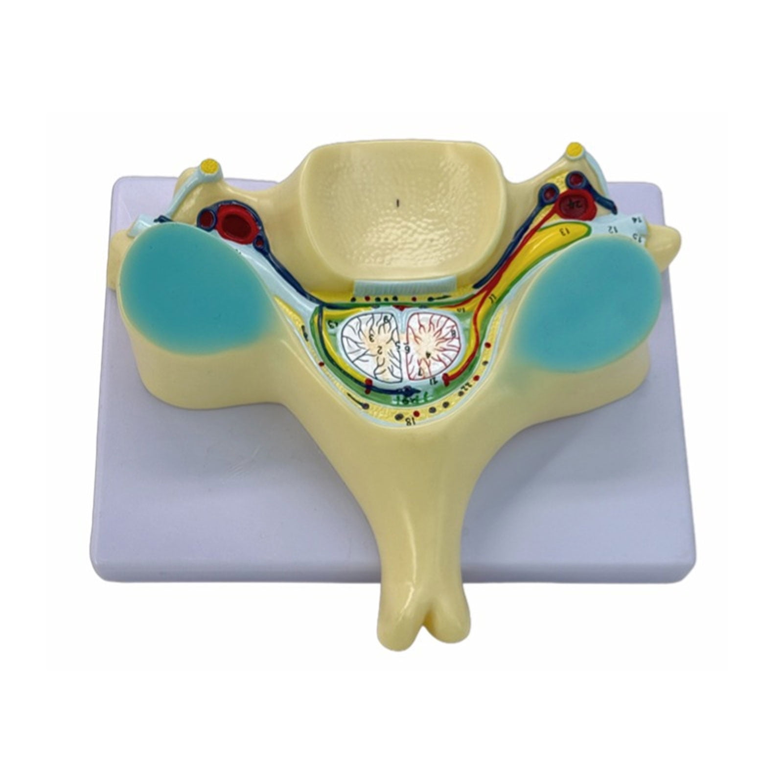 lixuesong Enlarged Fifth Cervical Spine Model Medicals Model Humans ...