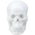 thumbnail image 1 of lixuesong Miniature Human Skull Model Figure For Medicals Anatomy Study And Art Sculpture Reference With Moveable Chin Design, 1 of 3