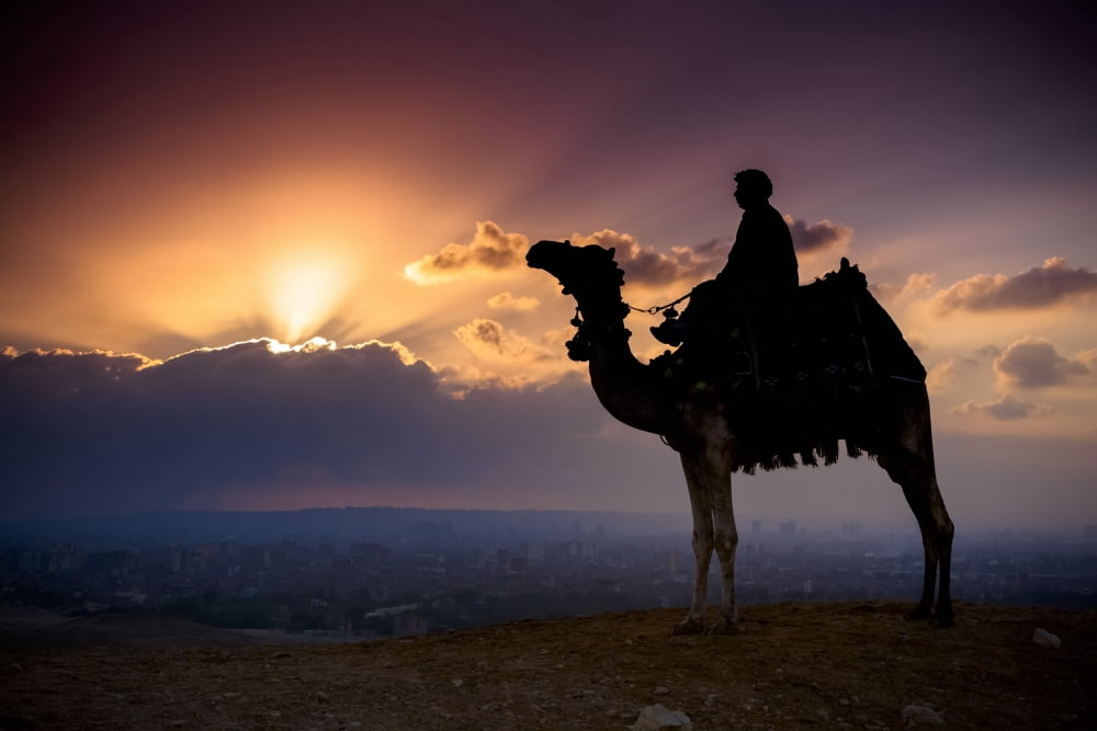 A lone camel and rider stand in front of the setting sun with the Giza cityscape behind them Giza Egypt Canvas Art - Matt Brandon Design Pics (38 x 24)