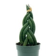thumbnail image 1 of lorida House Plants Braided African Spear Plant 4" Sansevieria Live Plants in 4" Plastic Pot, 1 of 8