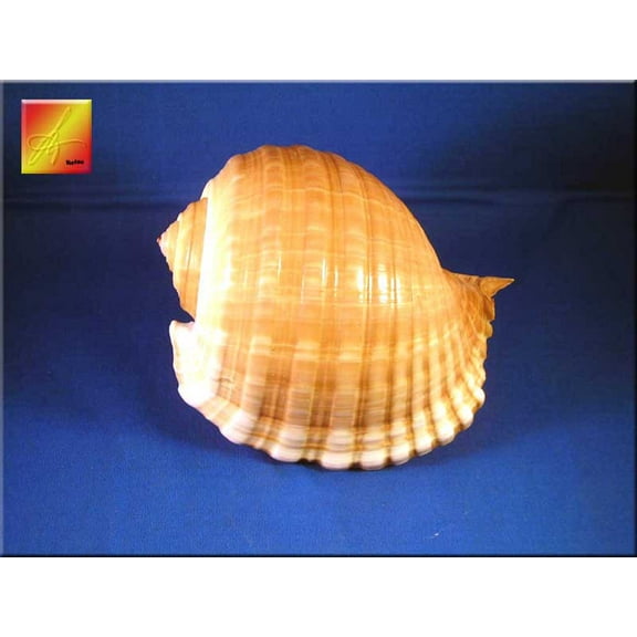 lorida Shells and Gifts Large Tonna Olearia Seashell Coastal Decorating (5-6") Art Crafts