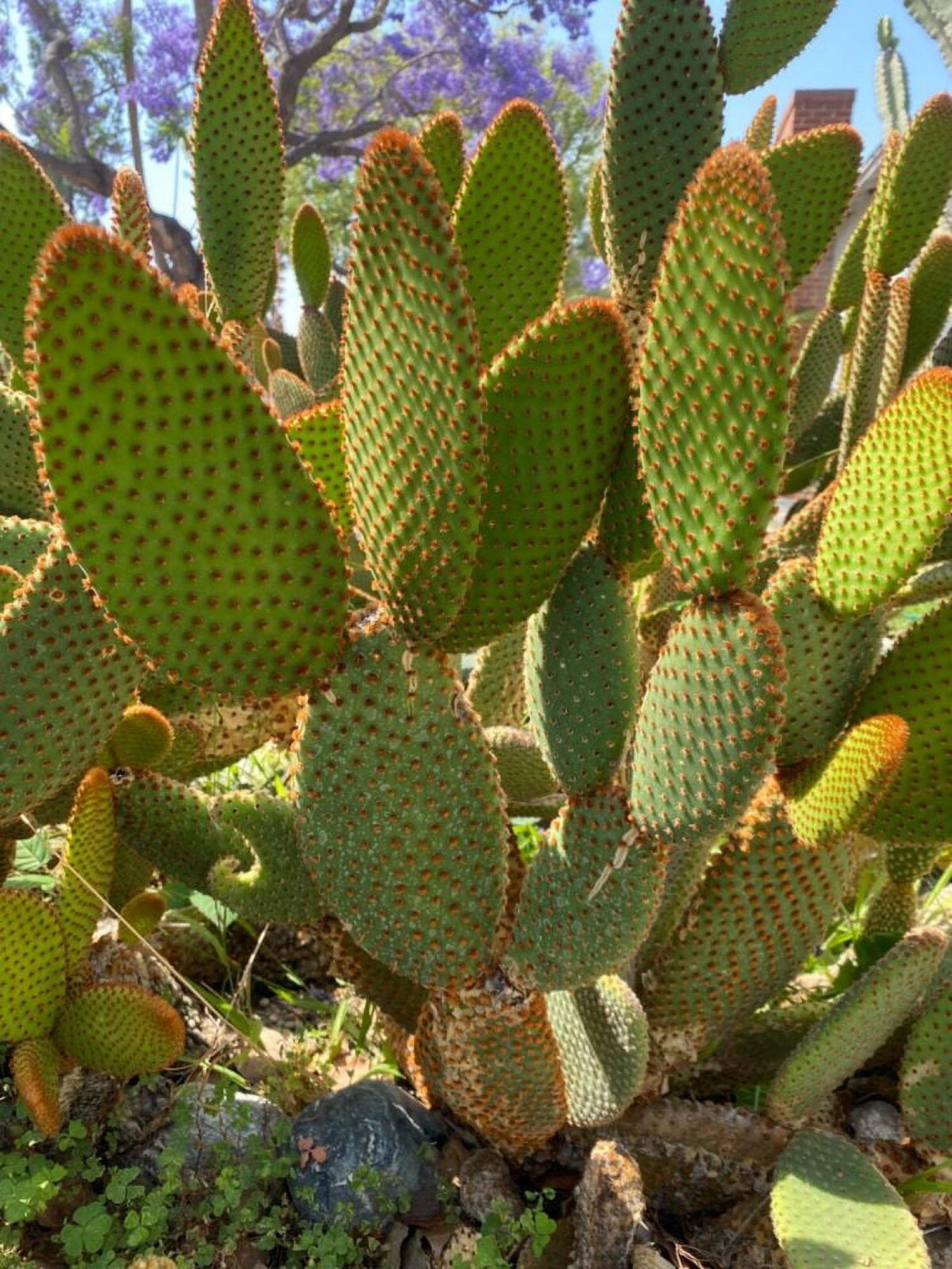 lot of 2 Bunny Ear Opuntia Microdasys cactus branches, yellow flowers