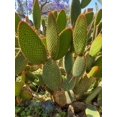 lot of 2 Bunny Ear Opuntia Microdasys cactus branches, yellow flowers, 17" tall