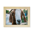thumbnail image 1 of m Sheep Animal Photography Desktop Photo Frame Picture Art Decoration Painting 6x8 inch, 1 of 4