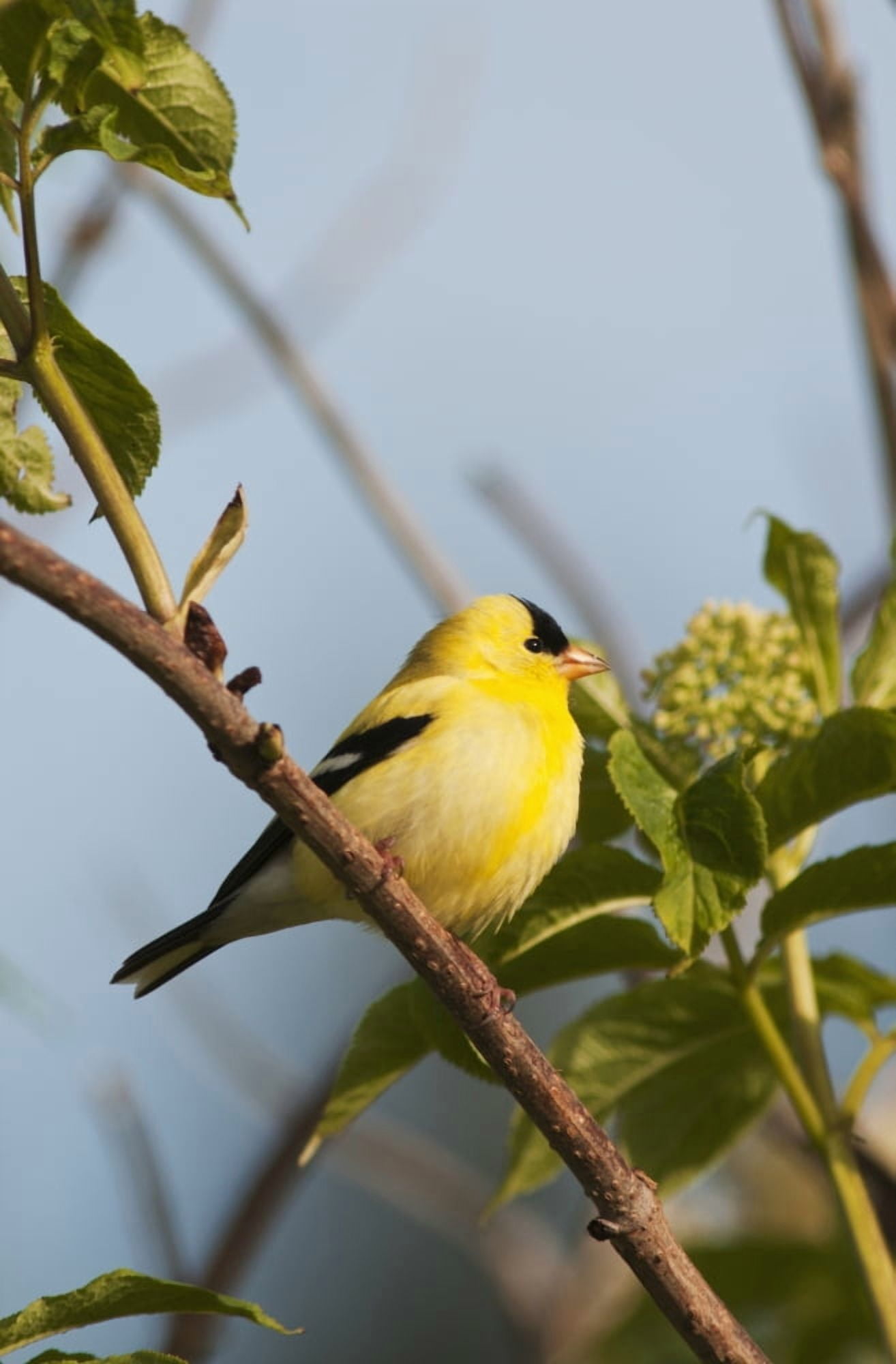 A male American Goldfinch (Carduelis tristis) perches in a bush Astoria Oregon United States of America Canvas Art - Robert L Potts Design Pics (24 x 38)